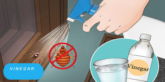 Spray This In Your House And You Will Never See Spiders, Bed Bugs, Or Cockroaches In Your House