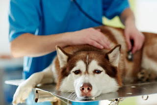 Preguntas frecuentes sobre la salud del perro