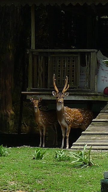 Say Hello to The Little Deer for Me, Sungai Penchala, 吉隆坡，马来西亚