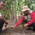 Penanaman Bibit Kopi di kebun Kopi Sembalun