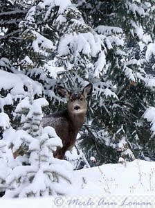 Mule deer in winter