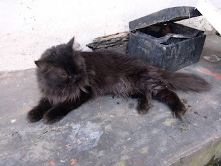 kucing persia hitam