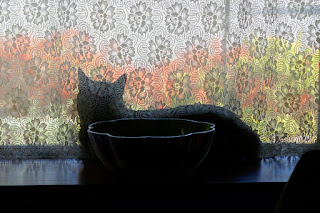 Doctor Pyewacket, the cat, looking out window with lace curtains and outside bushes