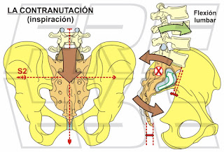 El movimiento de contranutación sacra.