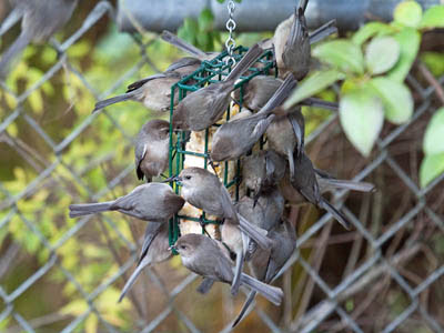 Photo of Bushtits on suet feeder