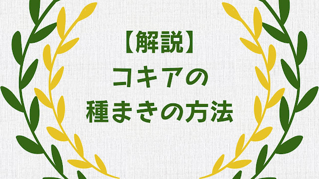 コキアの種まきの方法を解説