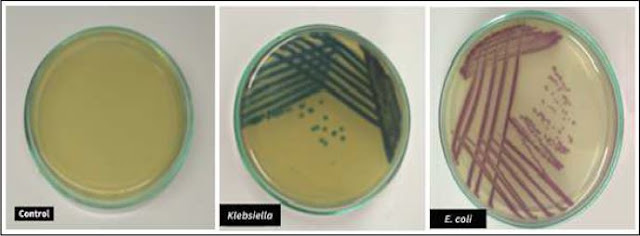 Antibiotic Resistance and Integron Prevalence among Multidrug-Resistant Bacterial in Bangladesh. Molecular Pathology Laboratory, Institute of Biological Sciences, University of Rajshahi, Rajshahi-6205, Bangladesh