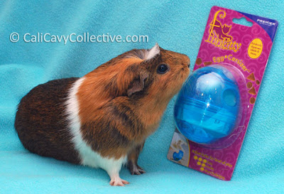 eggcersizer guinea pig treat dispenser review