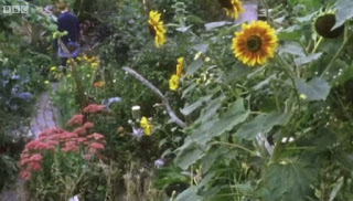 Sunflowers and herbs