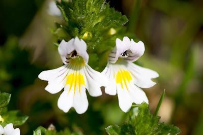 eyebright to sooth and nourish your dog and cats irritated eyes