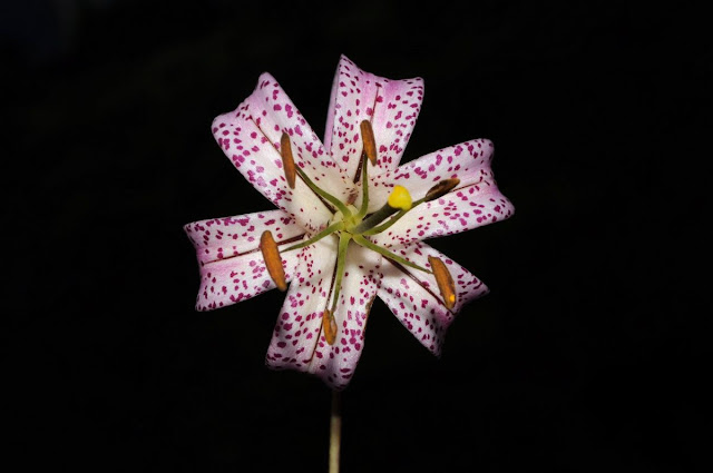 Лилия Уорда (Lilium wardii)
