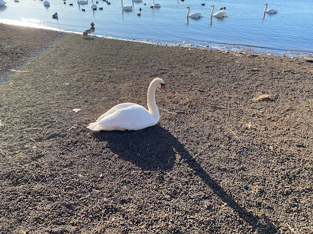 Swan at Yamanakako