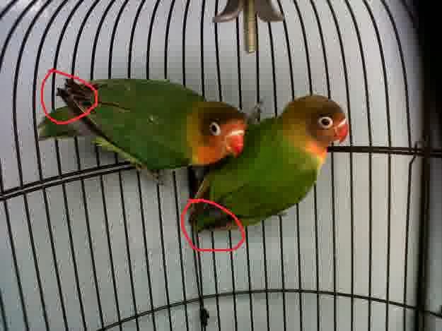 Om Hoby: Warna Warni Burung Love Bird