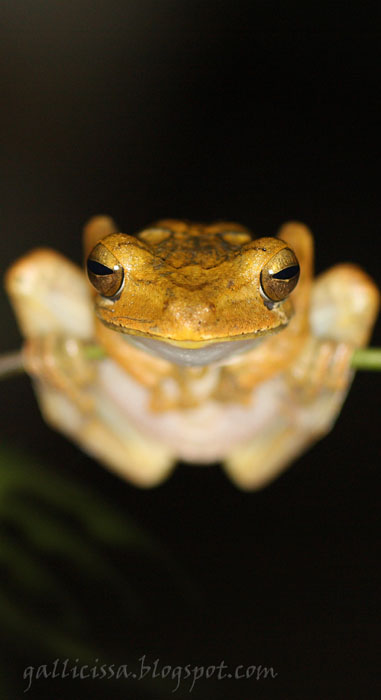 Common Hourglass Tree-frog