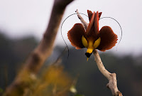 Picture Of Birds Of Paradise