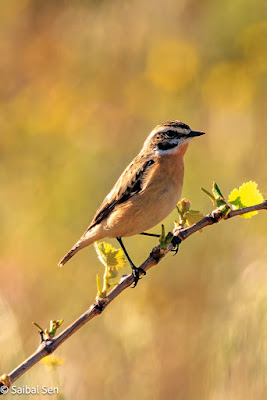 Whinchat