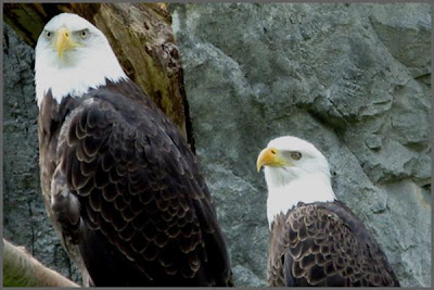 Eagle in Roger Williams Zoo