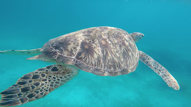 turtles snorkeling coral reef balicasag panglo bohol philippines