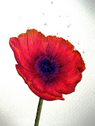 This drawing of a poppy turned out really nicely I think. (poppy )