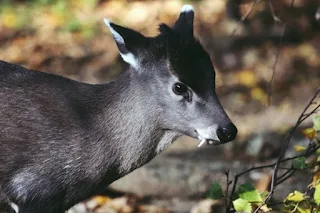 23 animais estranhos que você provavelmente não saiba que existem