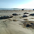 Vários atuns são encontrados mortos na areia da praia de Pernambuquinho em Grossos