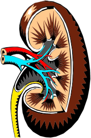 CBSE Class 10 - Biology - Life Processes (TRANSPORTATION and EXCRETION) - Assignment Sheet (#cbseNotes)