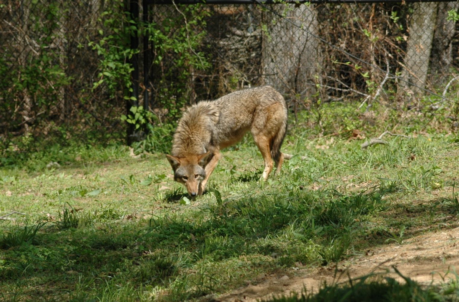 New Female Red Wolf