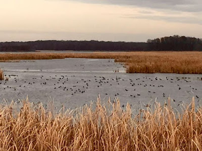 a November marsh full of coots