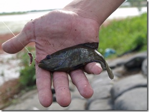 A Rock Bass.