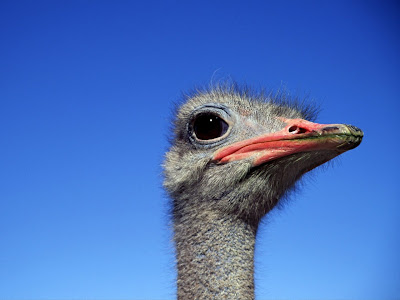 Ostrich Bird of Southern Africa