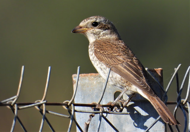 Red-backed Shrike at Schinias National Park