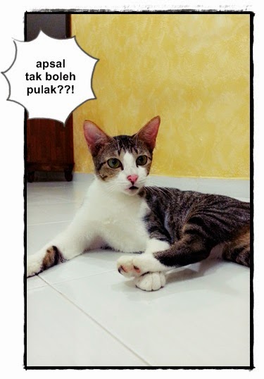 Ubat Cacing Kucing Pil - Contoh 0108