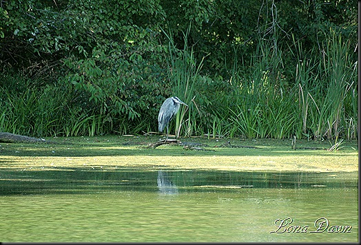 LL_BlueHeron2_Sept4