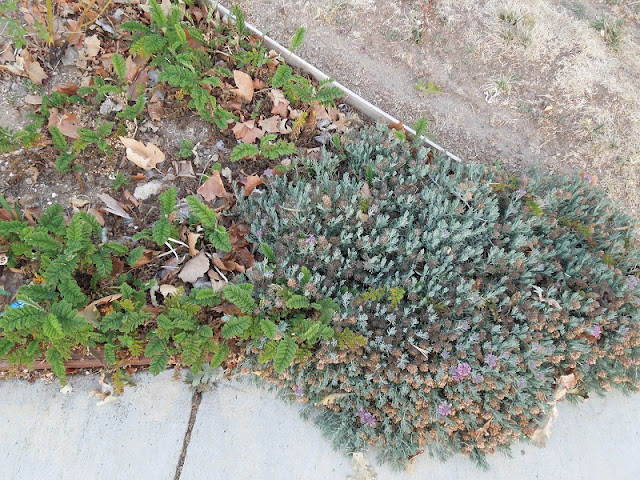 Tansy and Fruity Teucrium Can be Garden Friends