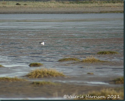 8-guillimot