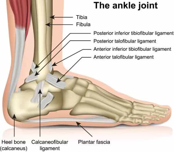 anatomi ankle joint