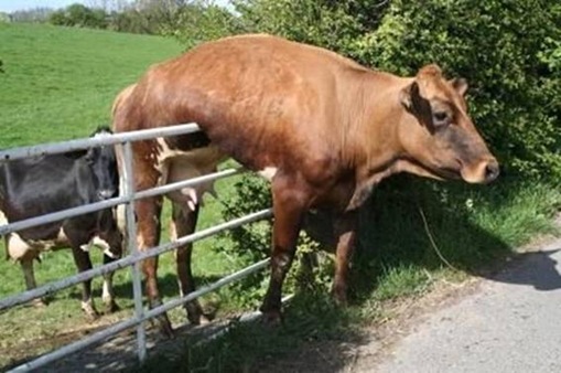 Stupid Animals