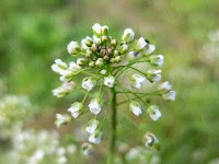 Capsella bursa-pastoris