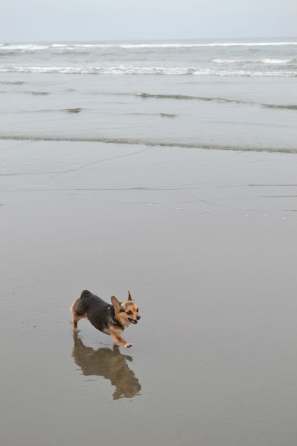 corgi, chihuahua, beach, ocean, dog