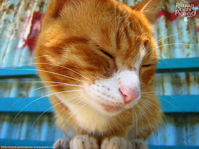 Orange-Eyed Red Mackerel Tabby with White Happy Cat