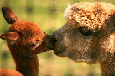 Alpacas Kiss Love Animal Pictures