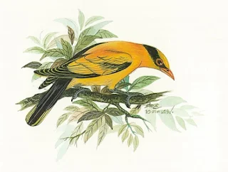 Yellow Bird - Συκοφάγος των κήπων
