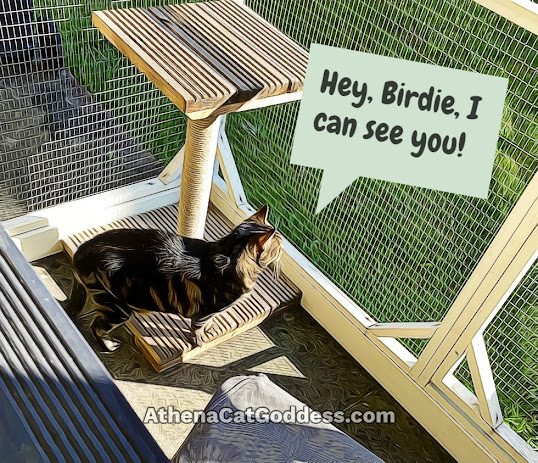 tabby cat in catio