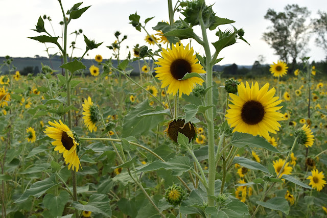 foto de campo de girassóis floridos na Toscana