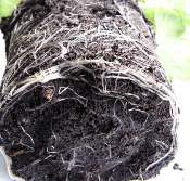 wet geranium roots in soggy compost