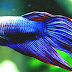 List Of Freshwater Aquarium Fish Species - Best Fish For Home Aquarium