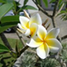 View album