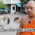สุนัขขี้เรื้อนเต็มวัดพระวอนคนช่่วย