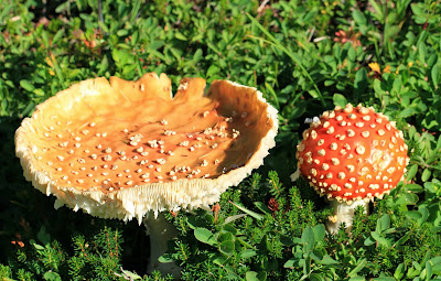 Amanita muscaria - Fly Agaric