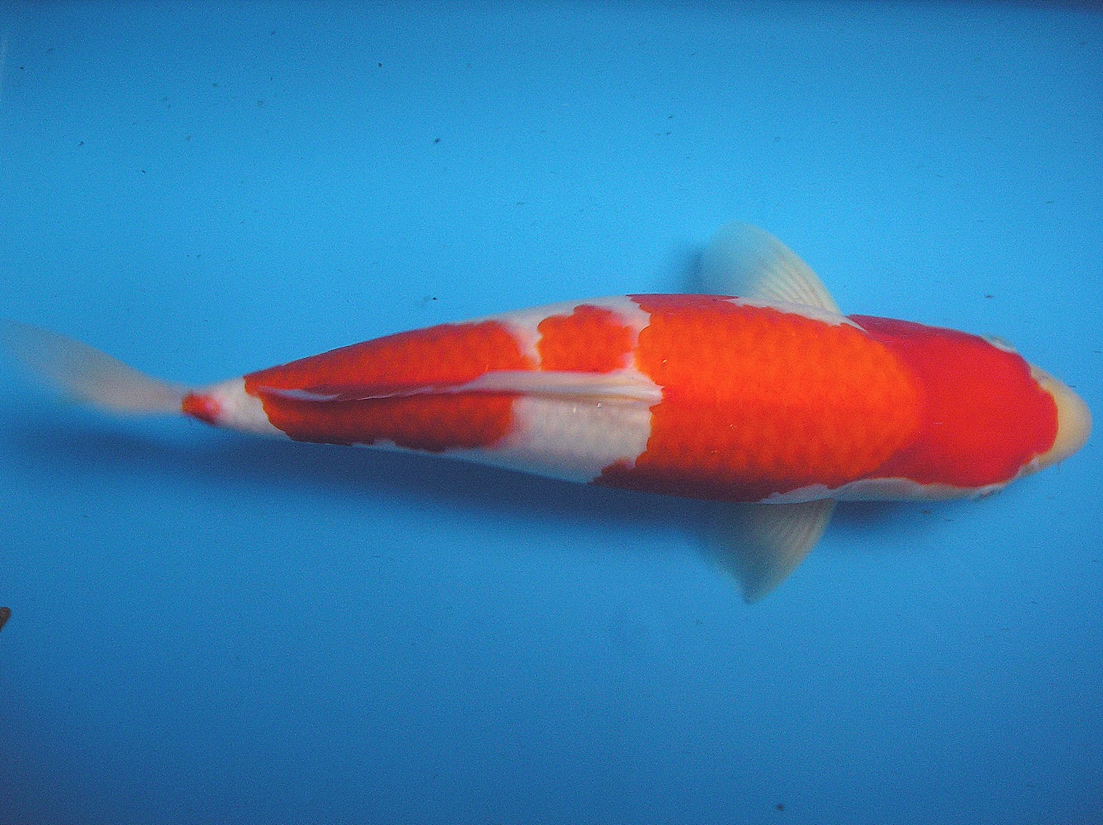 ZENKOI MARKETING : IMPORTED JAPANESE CARP(Koi Fish)